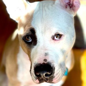 Meet your Posher, Alex